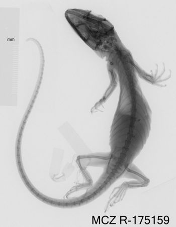 Media type: image;   Herpetology R-175159 Aspect: dorsoventral x-ray